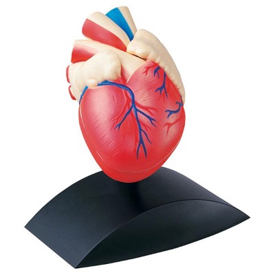 에듀토이즈 인체모형-심장(1:1사이즈)리틀타익스 분당점