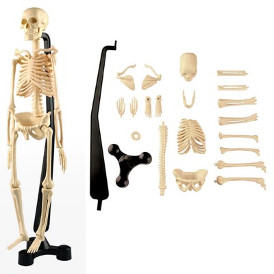 에듀토이즈 인체 뼈모형-과학교육 실습용(46cm)리틀타익스 분당점